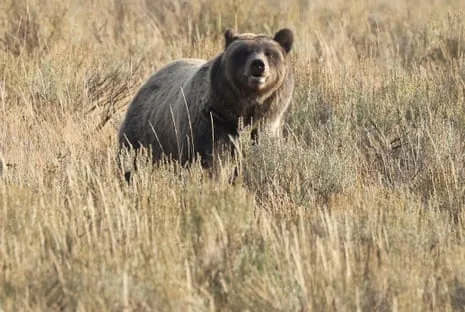 Hiker Injured by Grizzly in Wilderness Area Flown to Medical Facility